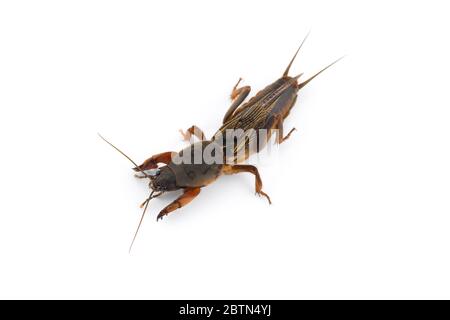 La macro-photo européenne de cricket de taupe isolée sur fond blanc Banque D'Images