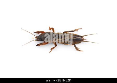 La macro-photo européenne de cricket de taupe isolée sur fond blanc Banque D'Images
