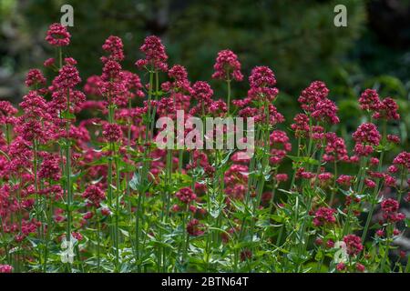 Le rubber de Centranthus, communément appelé valériane rouge ou la barbe de Jupiter rose fleur luxuriante Banque D'Images