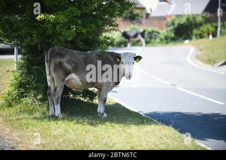 Swansea, pays de Galles, Royaume-Uni. 27 mai 2020. Le village normalement occupé de Southgate sur la péninsule de Gower dans le sud du pays de Galles a été pris en charge de vaches. Le troupeau, qui sont des habitués dans le village, sont en train de tirer le meilleur parti de la période de confinement plus calme, comme local conseille aux gens de rester loin. Les animaux apprécient les rues, le magnifique parcours de golf et les chemins en bord de mer. Gower, le premier Area of Outstanding Natural Beauty au Royaume-Uni, serait normalement plein de touristes à l'un des jours les plus chauds de l'année au pays de Galles et au Royaume-Uni. Crédit : Robert Melen/Alay Live News. Banque D'Images