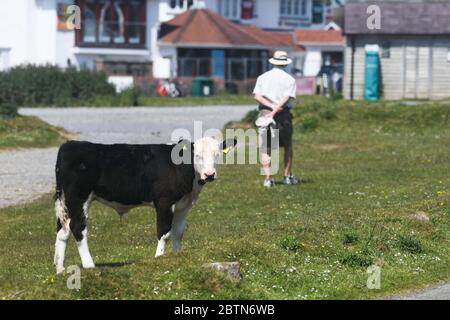 Swansea, pays de Galles, Royaume-Uni. 27 mai 2020. Le village normalement occupé de Southgate sur la péninsule de Gower dans le sud du pays de Galles a été pris en charge de vaches. Le troupeau, qui sont des habitués dans le village, sont en train de tirer le meilleur parti de la période de confinement plus calme, comme local conseille aux gens de rester loin. Les animaux apprécient les rues, le magnifique parcours de golf et les chemins en bord de mer. Gower, le premier Area of Outstanding Natural Beauty au Royaume-Uni, serait normalement plein de touristes à l'un des jours les plus chauds de l'année au pays de Galles et au Royaume-Uni. Crédit : Robert Melen/Alay Live News. Banque D'Images