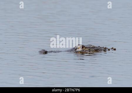 La tête d'un alligator américain (Alligator mississippiensis) se consort de l'eau en Floride, Etats-Unis. Banque D'Images