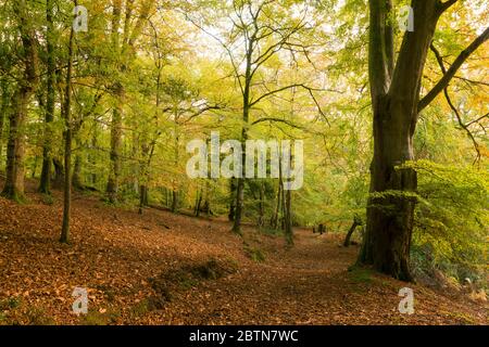 Un bois à feuilles caduques en automne à Crook Horn Hill dans le parc national d'Exmoor, Somerset, Angleterre. Banque D'Images