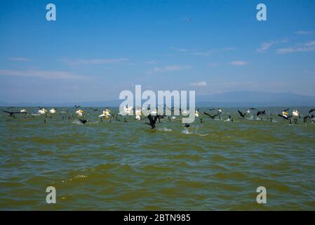 Groupe de cormorans et pélicans de Reed du lac Naiwasha Banque D'Images