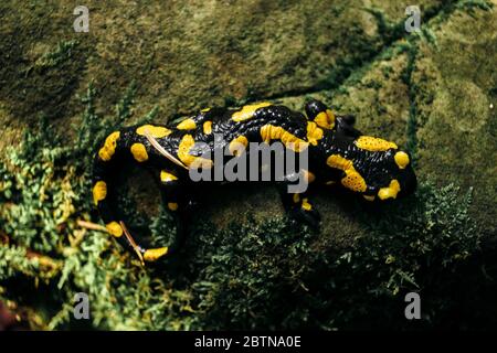 salamandra assis sur le rocher dans la forêt verte dans les montagnes Banque D'Images