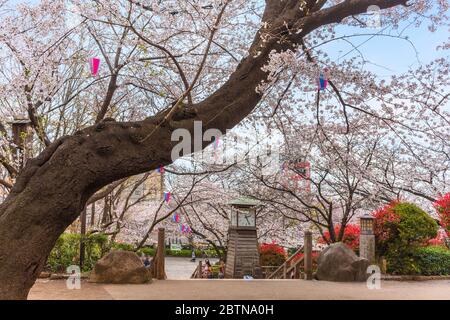 Tour d'horloge surplombée par Somei Yoshino rose cerisier fleurit les arbres du parc Asukayama à la ville d'Oji pendant le festival Hanami Spring dans le quartier de Kita Banque D'Images