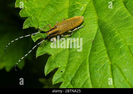 Un coléoptère doré de longhorn se trouve sur une feuille, Agapanthia villosoviridescens, sur une photo macro de feuille Banque D'Images