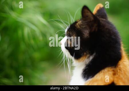 Vue de côté du jardin avec vue sur la tête de chat tricolore. Banque D'Images