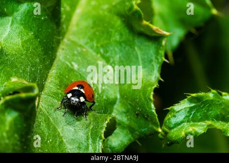 macro photo d'un coccinelle, coccinelle sur une plante, belle coccinelle Banque D'Images