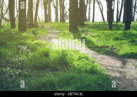 Chemin qui s'exécute parmi les arbres. Herbe verte fraîche juteuse dans la forêt, champ, parc. Paysage naturel ensoleillé texturé Banque D'Images