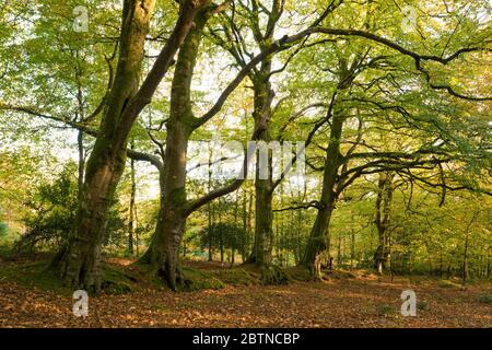 Matin automne lumière du soleil dans une forêt à feuilles caduques à Crook Horn Hill dans le parc national d'Exmoor, Somerset, Angleterre. Banque D'Images