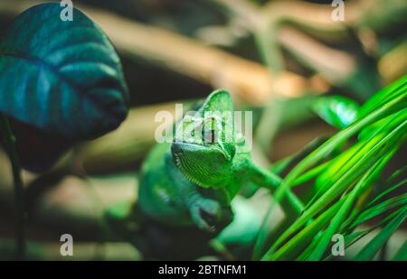 Un Chameleon reposant sur une branche du Sharjah Desert Park dans les Émirats arabes Unis. Banque D'Images