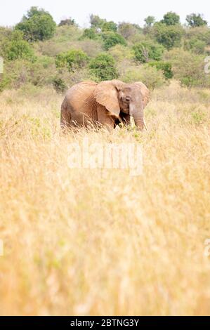 Éléphant de brousse africain, Loxodonta africana, fourrage dans la réserve nationale de Masai Mara. Kenya. Afrique. Banque D'Images