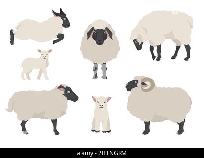 Collection de poses de mouton. Ensemble animaux de ferme. Conception plate. Illustration vectorielle Illustration de Vecteur