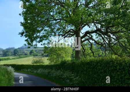 La route de campagne à la fin du printemps, entre Oborne et Poyntington, Sherborne, Dorset, Angleterre Banque D'Images