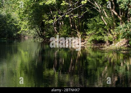 Italie, les splendides eaux vertes profondes de la rivière Livenza Banque D'Images