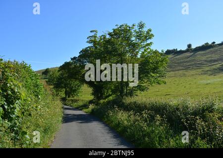 La route de campagne à la fin du printemps, entre Oborne et Poyntington, Sherborne, Dorset, Angleterre Banque D'Images