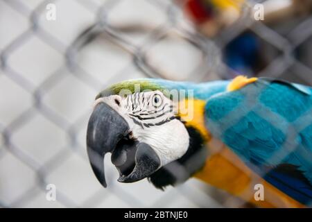 Macaw bleu et jaune (Ara ararauna) en cage Banque D'Images