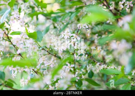 Un gros plan d'un pommier en fleur avec de nombreuses petites fleurs blanches-roses avec des étamines jaunes le jour du printemps dans un jardin entouré de verdure au soleil Banque D'Images