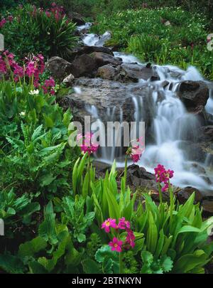 Uncompahgre National Forest CO / JUL Parry Primrose et Marsh Marigold décorent un ruisseau en cascade dans les montagnes entourant Yankee Boy Basin. Banque D'Images