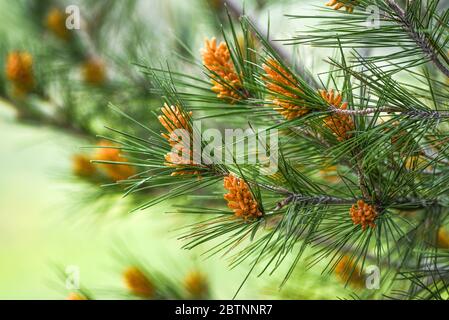 Pinus radiata fleurir au printemps forestier. Banque D'Images