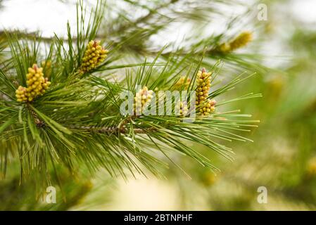 Pinus radiata fleurir au printemps forestier. Banque D'Images