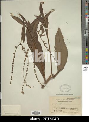 Paroi de Cynoglossum furcatum. Banque D'Images