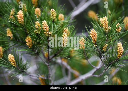 Pinus radiata fleurir au printemps forestier. Banque D'Images