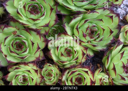 Commune Houseleek Sempervivum tectorum suculent Banque D'Images