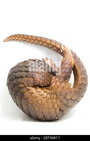 Pangolin (Manis javanica) isolé sur fond blanc Banque D'Images