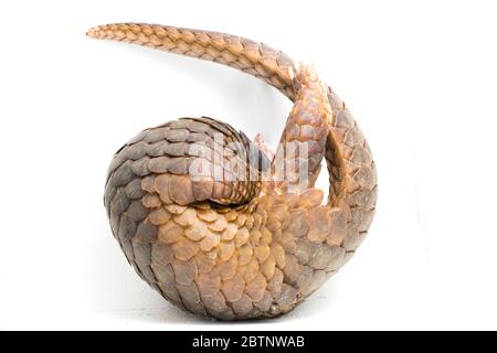 Pangolin (Manis javanica) isolé sur fond blanc Banque D'Images