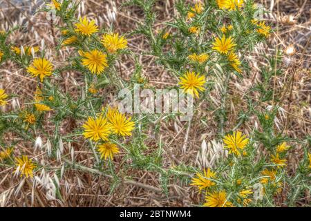 Mauvaises herbes de type pissenlit . Floraison dans un pré au printemps. Image de stock. Banque D'Images