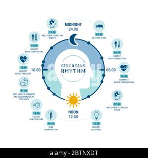 Rythme circadien et cycle sommeil-réveil : comment l'exposition à la lumière du soleil régule la production d'hormones et les processus corporels pendant la journée et la nuit Illustration de Vecteur