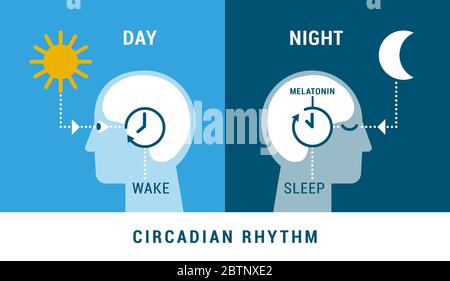 Le rythme circadien et le cycle sommeil-éveil : comment l'exposition à la lumière du soleil régule la sécrétion de mélatonine et les processus du corps pendant le jour et la nuit Illustration de Vecteur