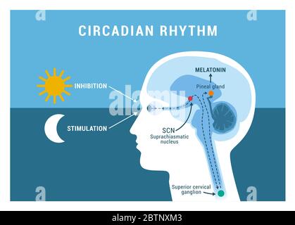 Le rythme circadien et le cycle sommeil-éveil : comment l'exposition à la lumière du soleil régule la sécrétion de mélatonine dans le cerveau humain et les processus du corps Illustration de Vecteur