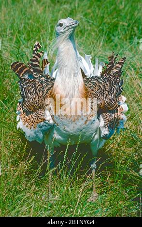 Grand Bustard mâle (Otis tarda,) de la région palaearctique. Banque D'Images