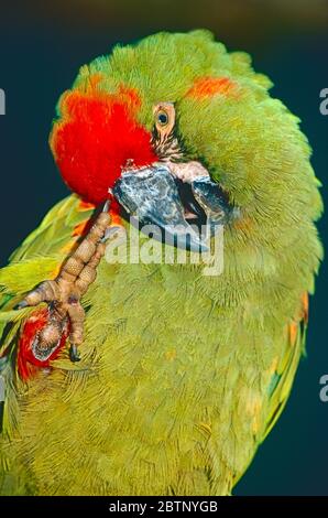 Macaw à façade rouge, (Ara rubrogenys,) égratignures de tête. Espèces menacées d'extinction. Banque D'Images