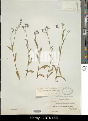 Myosotis alpestris subsp asiatica Vesterrrr. Banque D'Images