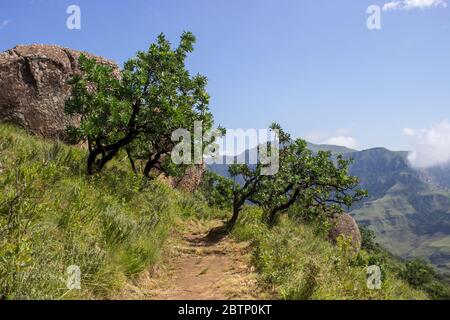 Un sentier de randonnée dans le parc national de Drakensberg, entouré par des buissons de Protea dans le Midberg des montagnes de Drakensberg en Afrique du Sud Banque D'Images