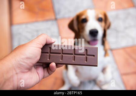 La main d'une personne donne du chocolat à un animal de compagnie pour manger. Mais les animaux ne peuvent pas manger de chocolat. Il contient de la caféine, la théobromine, qui est dangereuse pour p Banque D'Images