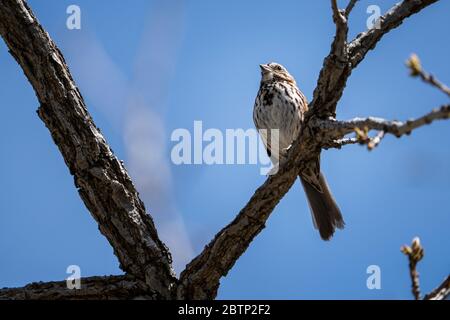 Chant Sparrow chant fort dans un parc pour établir son territoire Banque D'Images