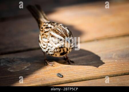 Chanson Sparrow recherche de graines dans un jardin de cour Banque D'Images