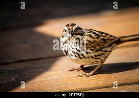 Chanson Sparrow recherche de graines dans un jardin de cour Banque D'Images