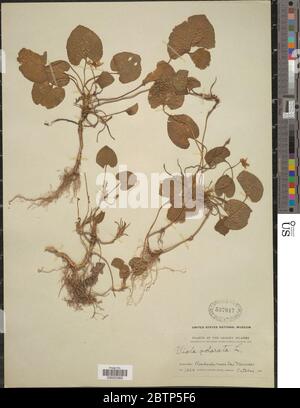 Alto odorata L. Banque D'Images