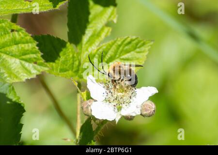 Abeille à longues cornes (Eucera longicornis) sur des fleurs de mûre dans la forêt de Chiddingfold SSSI, Surrey, Royaume-Uni Banque D'Images