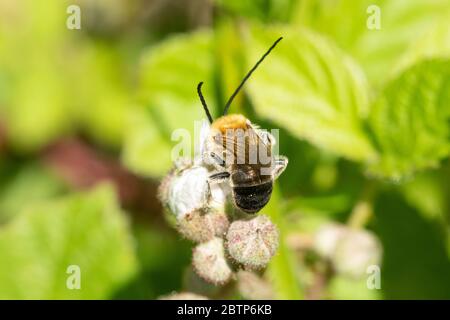 Abeille à longues cornes (Eucera longicornis) sur des fleurs de mûre dans la forêt de Chiddingfold SSSI, Surrey, Royaume-Uni Banque D'Images