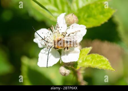 Abeille à longues cornes (Eucera longicornis) sur des fleurs de mûre dans la forêt de Chiddingfold SSSI, Surrey, Royaume-Uni Banque D'Images