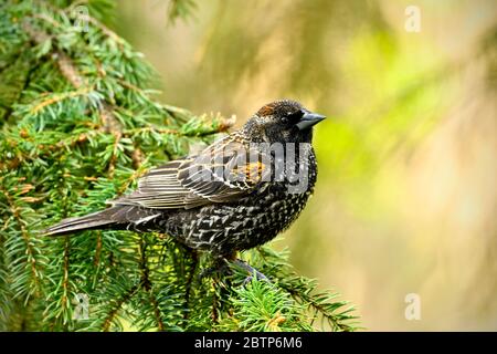 Un oiseau-noir immature à ailes rouges, Agelaius phoeniceus, est perché sur une branche d'épinette dans une région rurale du Canada de l'Alberta. Banque D'Images