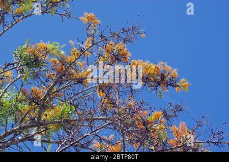 Chêne soyeux (grevillea robusta) floraison dans le nord de la Sardaigne Banque D'Images