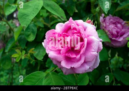 Rose « Comte de Chambord » Banque D'Images